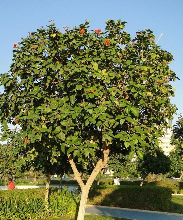 Geiger Tree, Scarlet Cordia, Orange Cordia, Cordia sebestena, Saharanpur Nursery, Wholesale Nursery Plant Supplier, Nursery in India, Landscaping Company in India. 