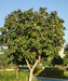 Geiger Tree, Scarlet Cordia, Orange Cordia, Cordia sebestena, Saharanpur Nursery, Wholesale Nursery Plant Supplier, Nursery in India, Landscaping Company in India. 
