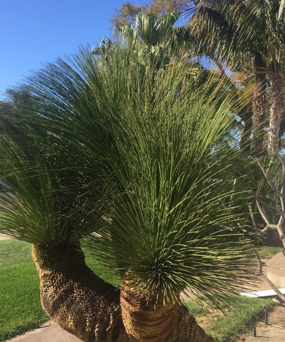 grass palm plant Mexican Grass Tree (Dasylirion Longissimum)