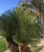 Dasylirion longissimum, Mexican Grass Palm, Toothless Sotol, Ornamental Tree, Palm Tree, Landscaping Tree, Saharanpur Nursery, Wholesale Nursery Plant, Wholesale Plants Nursery, Nursery in India, Landscaping Company in India, Plant Exporter in India 