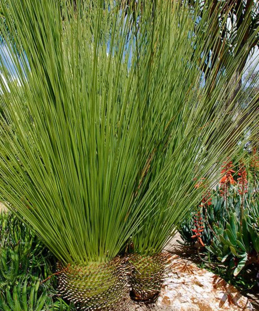 Dasylirion longissimum, Mexican Grass Palm, Toothless Sotol, Ornamental Tree, Palm Tree, Landscaping Tree, Saharanpur Nursery, Wholesale Nursery Plant, Wholesale Plants Nursery, Nursery in India, Landscaping Company in India, Plant Exporter in India 