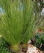 Dasylirion longissimum, Mexican Grass Palm, Toothless Sotol, Ornamental Tree, Palm Tree, Landscaping Tree, Saharanpur Nursery, Wholesale Nursery Plant, Wholesale Plants Nursery, Nursery in India, Landscaping Company in India, Plant Exporter in India 