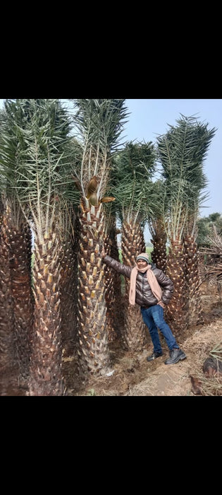 Bulk Date Palm Plant Supplier in Hapur, Uttar Pradesh  – Premium Quality Date Palm Plant | Saharanpur Nursery