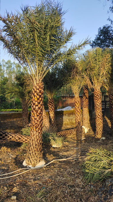 Buy Date Palm at Wholesale Price |Phoenix Dactylifera | Khajur Tree | Saharanpur Nursery