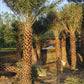 Bulk Date Palm Tree Supplier in India – Premium Quality Date Palm Tree | Saharanpur Nursery