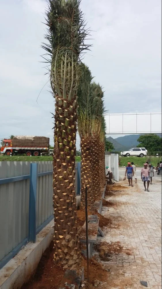 Date Palm Tree Online near me