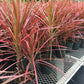 Dracaena marginata tricolor - Indoor/Ornamental Plants