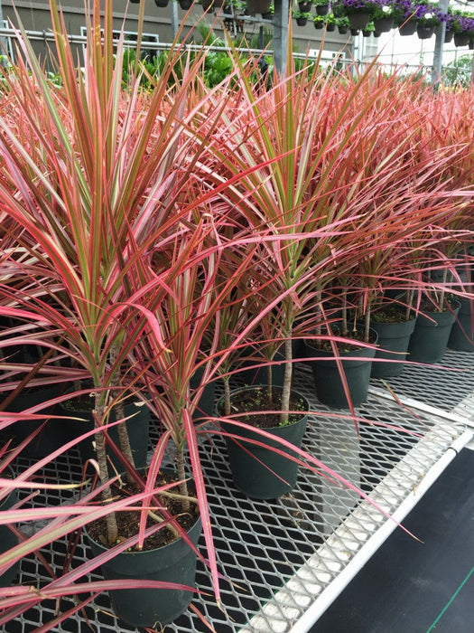 tricolor dracaena marginata Dracaena marginata tricolor