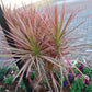 Dracaena marginata tricolor - Indoor/Ornamental Plants