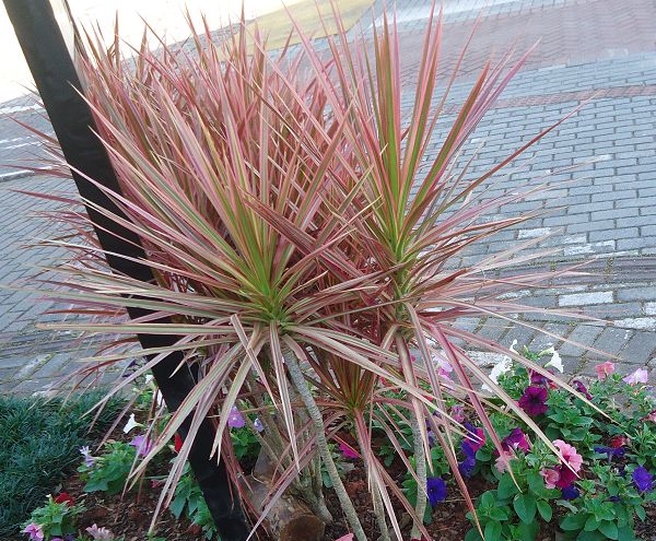 Dracaena marginata tricolor - Indoor/Ornamental Plants