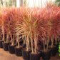 Dracaena marginata tricolor - Indoor/Ornamental Plants