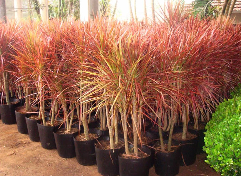 dracaena marginata red Dracaena marginata tricolor