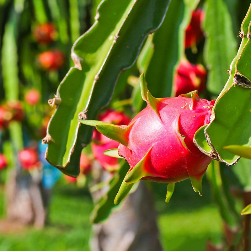 Dragon Fruit - Fruit Plants