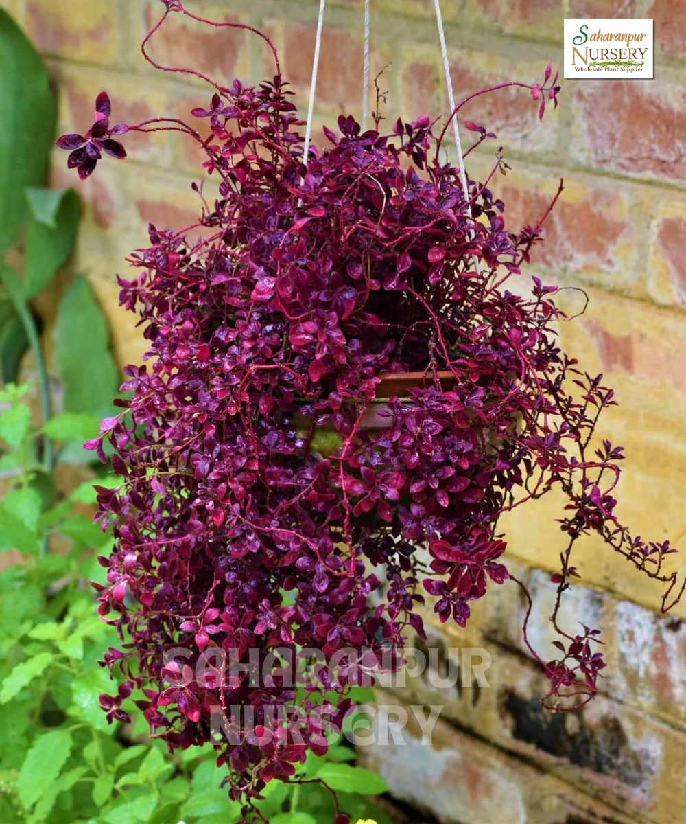 Duranta Red Plant
