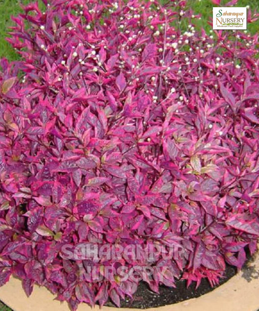 Duranta repens., Duranta Red Plant, Saharanpur Nursery 