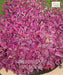 Duranta repens., Duranta Red Plant, Saharanpur Nursery 