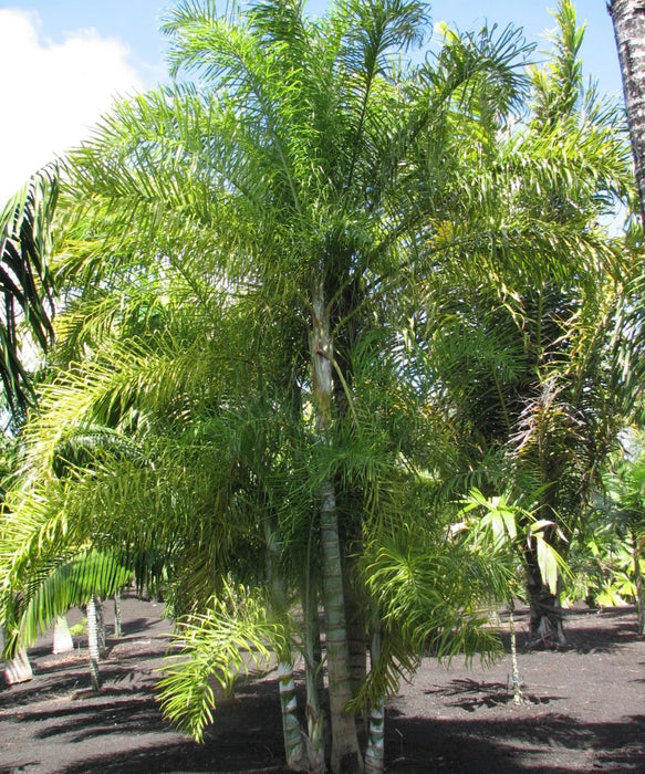 Dypsis Madagascariensis, Lacuba Palm, Palm Tree, Ornamental Tree, Landscaping Tree, Saharanpur Nursery, Wholesale Plant Supplier, Wholesale Plant Nursery, Nursery in India, Landscaping Company in India