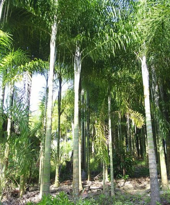 Dypsis Madagascariensis, Lacuba Palm, Palm Tree, Ornamental Tree, Landscaping Tree, Saharanpur Nursery, Wholesale Plant Supplier, Wholesale Plant Nursery, Nursery in India, Landscaping Company in India
