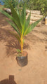 Coconut Ceylon Orange - Fruit Plants