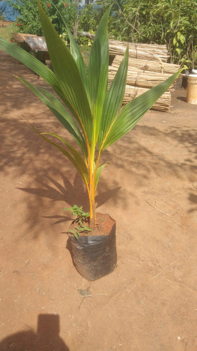Coconut Ceylon Orange - Fruit Plants