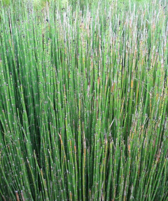 Equisetum hyemale, Rough Horsetail, Horsetail, Landscaping Plants, Bamboo Plants, Saharanpur Nursery, Wholesale Bamboo Plant Supplier, Wholesale Bamboo Plants, Bamboo Plant Nursery