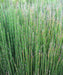 Equisetum hyemale, Rough Horsetail, Horsetail, Landscaping Plants, Bamboo Plants, Saharanpur Nursery, Wholesale Bamboo Plant Supplier, Wholesale Bamboo Plants, Bamboo Plant Nursery