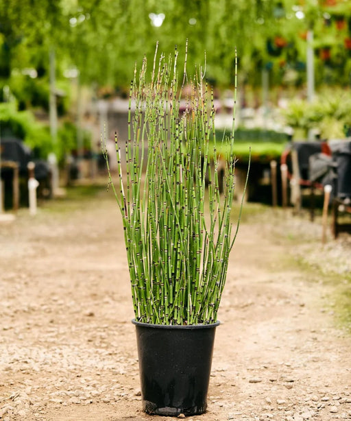 Equisetum hyemale, Rough Horsetail, Horsetail, Landscaping Plants, Bamboo Plants, Saharanpur Nursery, Wholesale Bamboo Plant Supplier, Wholesale Bamboo Plants, Bamboo Plant Nursery