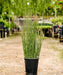 Equisetum hyemale, Rough Horsetail, Horsetail, Landscaping Plants, Bamboo Plants, Saharanpur Nursery, Wholesale Bamboo Plant Supplier, Wholesale Bamboo Plants, Bamboo Plant Nursery