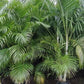 Areca Palm - Dypsis Lutescens