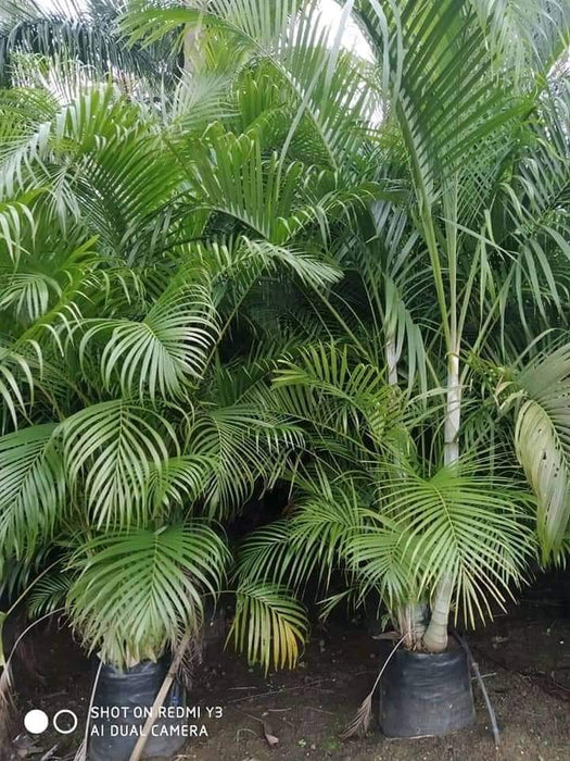 Areca Palm - Dypsis Lutescens