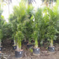 Areca Palm - Dypsis Lutescens
