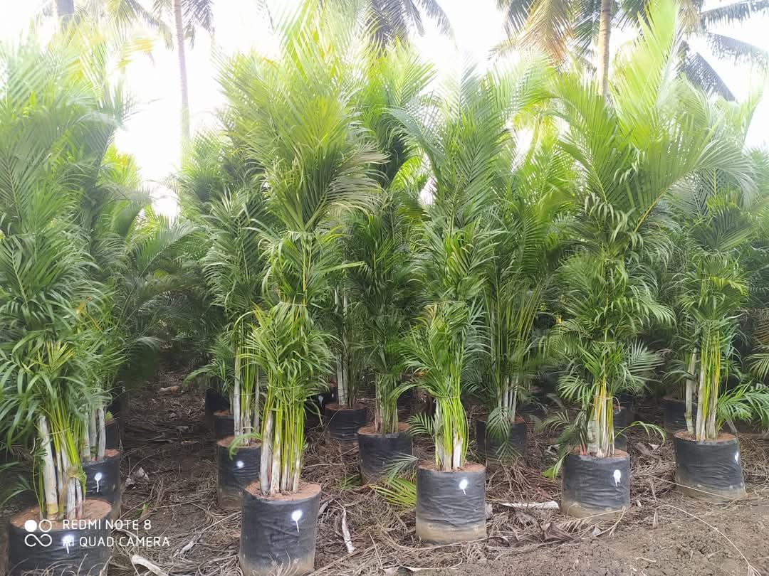 Areca Palm - Dypsis Lutescens