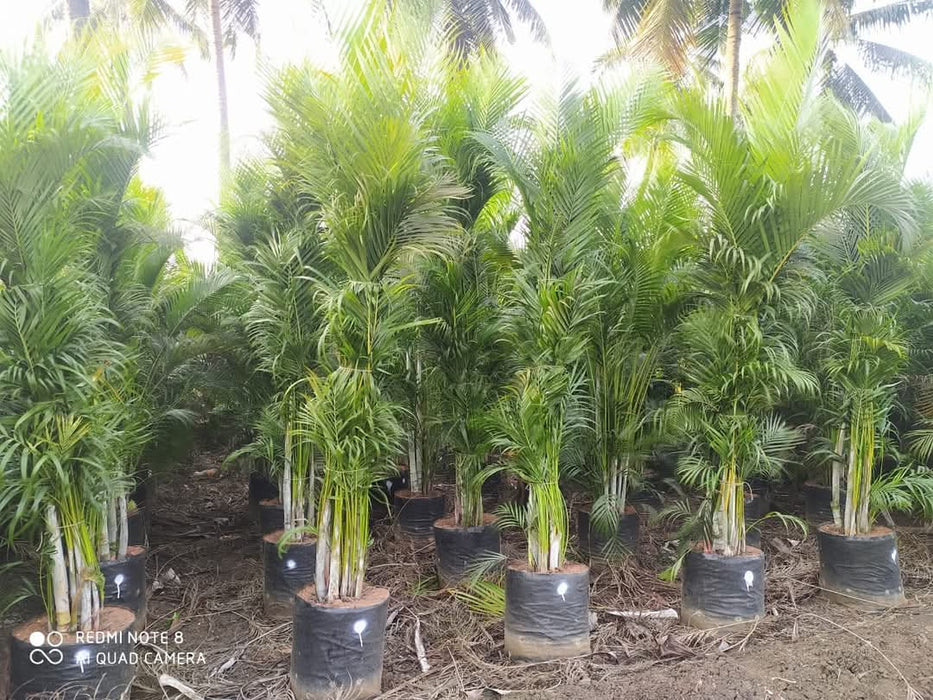 areca palm cultivation Areca Palm