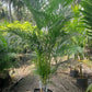 Areca Palm - Dypsis Lutescens