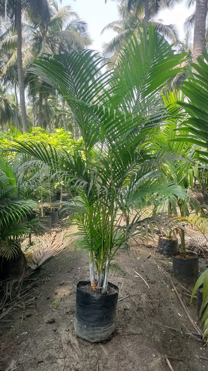 areca palm nursery Areca Palm