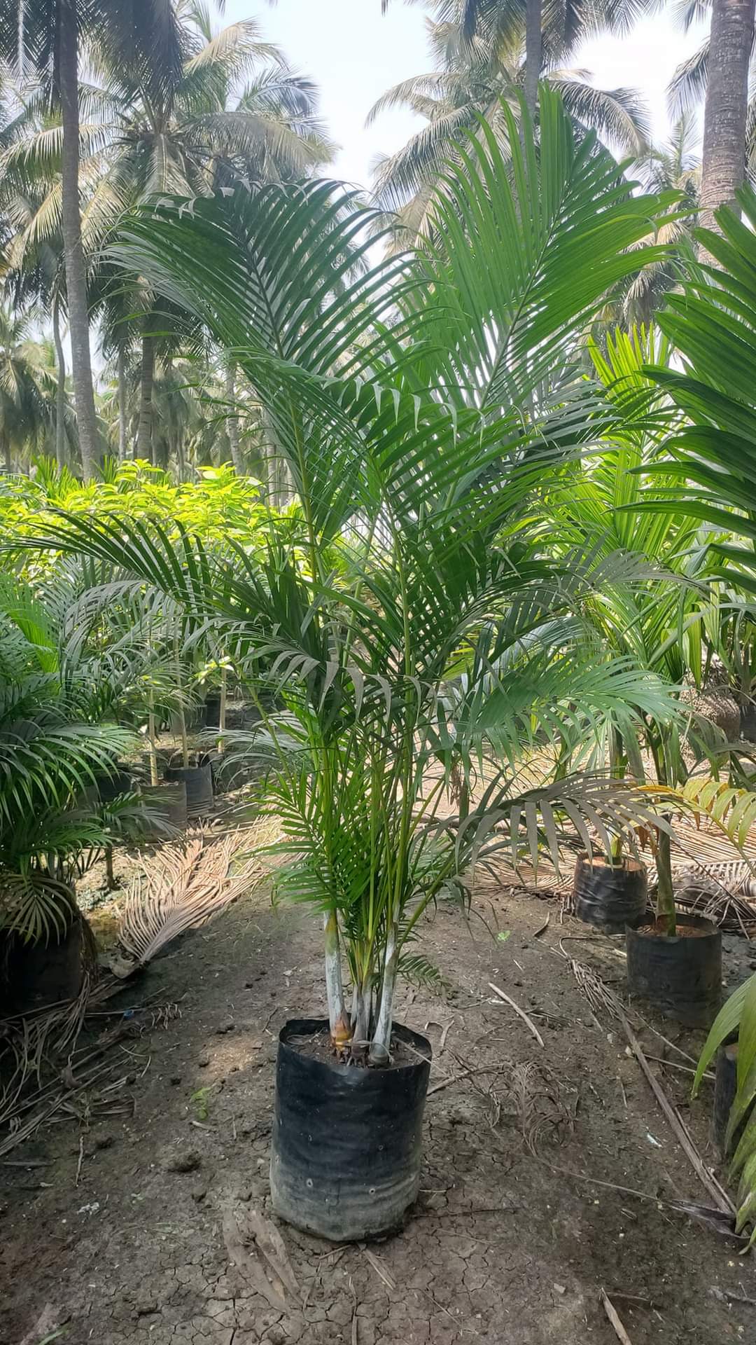 Areca Palm