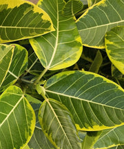 Council Tree, Ficus altissima, Lofty Fig, Yellow Gem Ficus, Ornamental Plants, Indoor Plants, Landscaping Plants, Evergreen Shrubs, Decorative Plants, Tropical Plants, Indoor Landscaping, Avenue Plants, Garden Trees, Saharanpur Nursery, Wholesale Plant Supplier, Landscaping Company, Plant Exporter in India