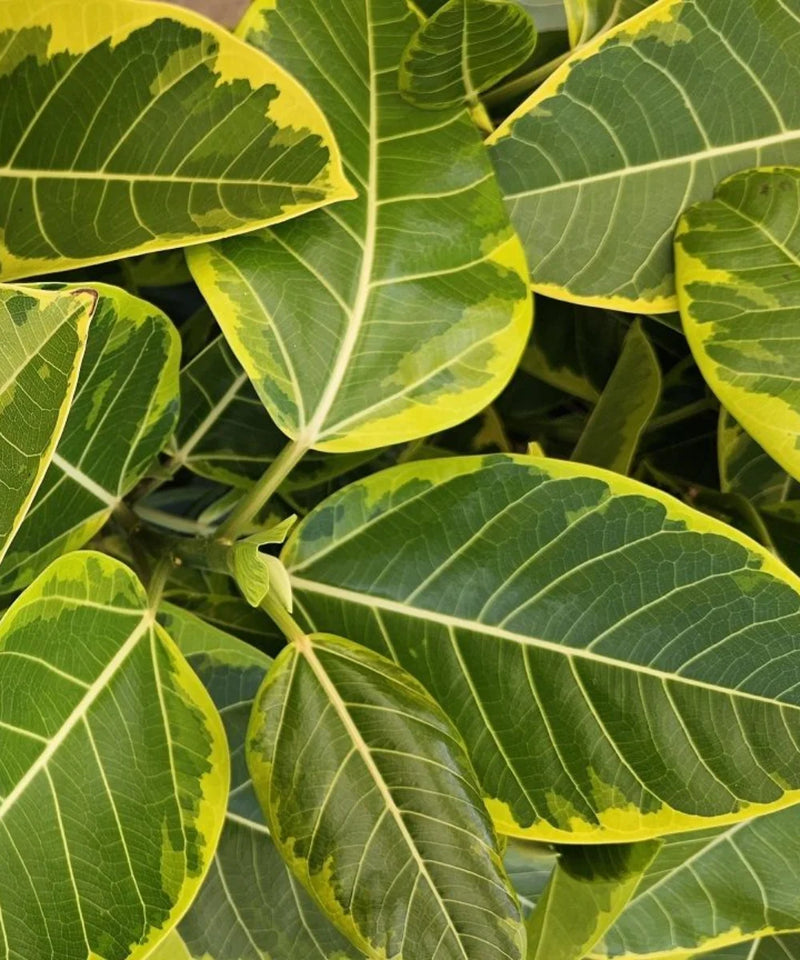 Council Tree, Ficus altissima, Lofty Fig, Yellow Gem Ficus, Ornamental Plants, Indoor Plants, Landscaping Plants, Evergreen Shrubs, Decorative Plants, Tropical Plants, Indoor Landscaping, Avenue Plants, Garden Trees, Saharanpur Nursery, Wholesale Plant Supplier, Landscaping Company, Plant Exporter in India