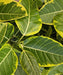 Council Tree, Ficus altissima, Lofty Fig, Yellow Gem Ficus, Ornamental Plants, Indoor Plants, Landscaping Plants, Evergreen Shrubs, Decorative Plants, Tropical Plants, Indoor Landscaping, Avenue Plants, Garden Trees, Saharanpur Nursery, Wholesale Plant Supplier, Landscaping Company, Plant Exporter in India
