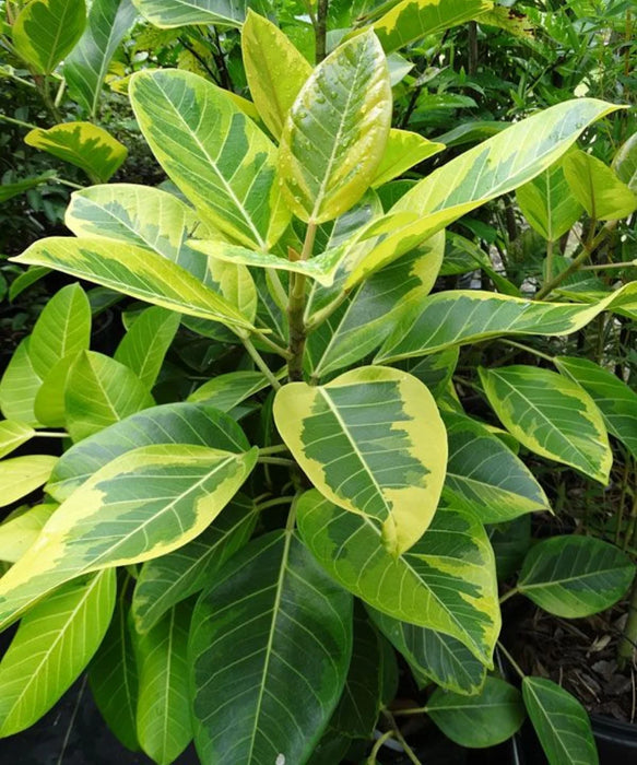 Council Tree, Ficus altissima, Lofty Fig, Yellow Gem Ficus, Ornamental Plants, Indoor Plants, Landscaping Plants, Evergreen Shrubs, Decorative Plants, Tropical Plants, Indoor Landscaping, Avenue Plants, Garden Trees, Saharanpur Nursery, Wholesale Plant Supplier, Landscaping Company, Plant Exporter in India