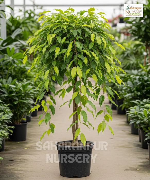 Ficus benjamina 'Monique', Weeping Fig or Benjamin Fig