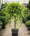 Ficus benjamina 'Monique', Weeping Fig or Benjamin Fig