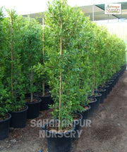 Ficus Nitida, Indian Laurel Tree, Cuban Laurel 