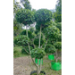 Ficus Retusa Topiary, Indian Laurel Fig, Banyan Fig