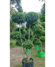 Ficus Retusa Topiary, Indian Laurel Fig, Banyan Fig