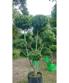 Ficus Retusa Topiary, Indian Laurel Fig, Banyan Fig