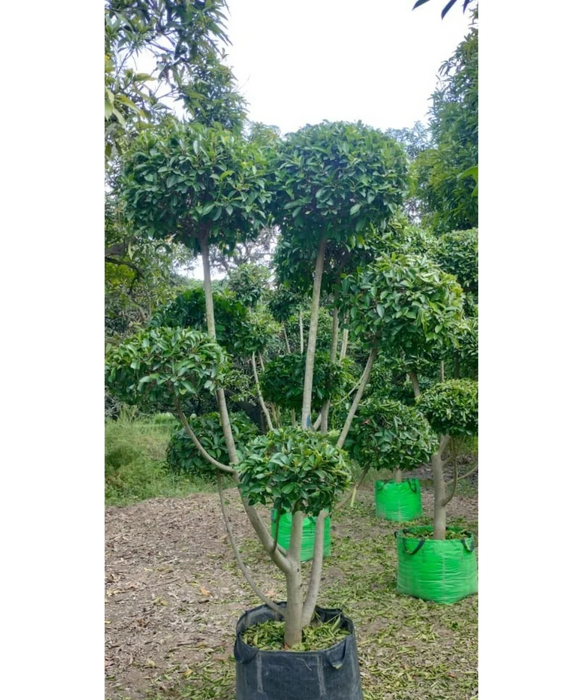 Ficus Retusa Topiary, Indian Laurel Fig, Banyan Fig