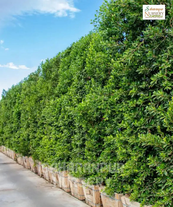 Ficus Nitida, Indian Laurel Tree, Cuban Laurel 