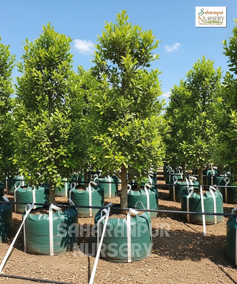 Ficus microcarpa ‘Hilli Flash’, Hill's weeping fig