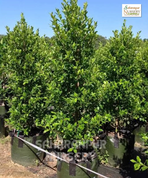 Ficus microcarpa ‘Hilli Flash’, Hill's weeping fig